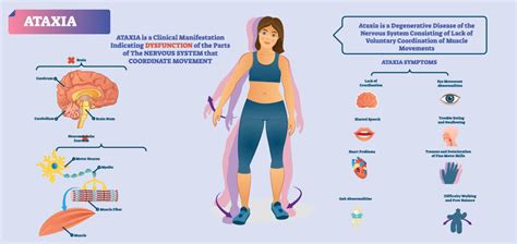 loss of muscle coordination results from damage to the|Ataxia: How to Improve Balance and Coordination After Injury .
